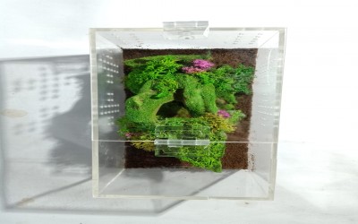 Kandang Tarantula Dekorasi Terrestrial 20 x 10 x 10